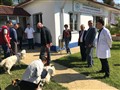 KEDİ VE KÖPEKLER ÜCRETSİZ AŞILANDI