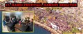 15. HAMSİ FESTİVALİ, HAMSİYİ BEKLİYOR